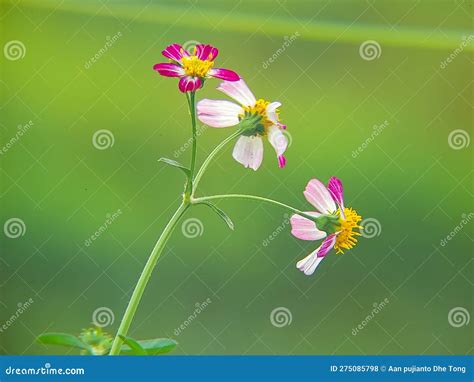 what flowers are similar to bidens